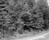 Trees by Road