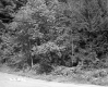 Trees by Road
