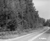 Trees Lining Road