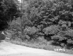 Trees and Barricade