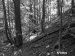 Slope in Forest