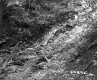 Small Stream