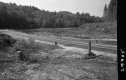 Stumps by Road