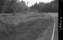Grass by Road