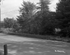 Trees by Road