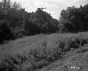 Electrical Wires through Field