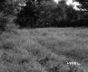 Grassy Field