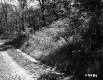 Rural Road through Trees