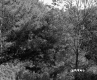 Trees and Electrical Wires