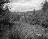 Wooded and Grassy Area