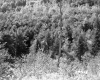 Trees from Above