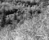 Trees from Hill with Plants
