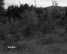 Wooded Terrain