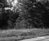 Forest by Paved Road