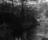 Stream Surrounded by Plants