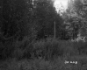 Area Full of Plants
