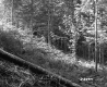 Fallen Tree in Forest