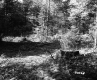 Tree Stump in Forest