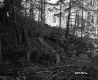 Forested Area with Fallen Trees