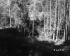 Fallen Trees by Forest