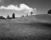 Grassy Hill with Small Plants