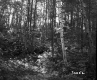 Forested Area