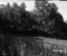 Field by Trees