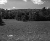Field in Front of Trees