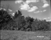 Trees by Field