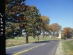 Trees in Autumn by Paved Road