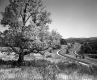 Tree and Field by Highway