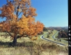 Tree and Field by Highway