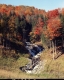 Trees by Rocky Stream