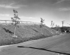 Small Trees by Paved Road