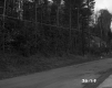 Trees by Paved Road