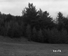 Coniferous Trees by Grass