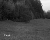 Grassy Field by Trees
