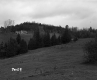Slope with Grass and Trees
