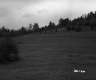Field Surrounded by Trees
