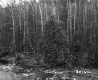 Conifer and Birch Trees