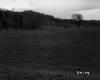Field Extending to Trees
