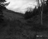 Slope with Grass and Trees