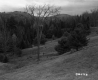 Slope with Trees