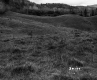 Tall Grass in Field