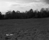 Field Extending to Trees