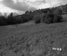 Grassy Slope with Trees