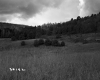Tall Grass in Field