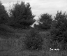 Trees and Plants