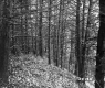Trees on Slope in Forest