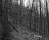 Slope in Forest